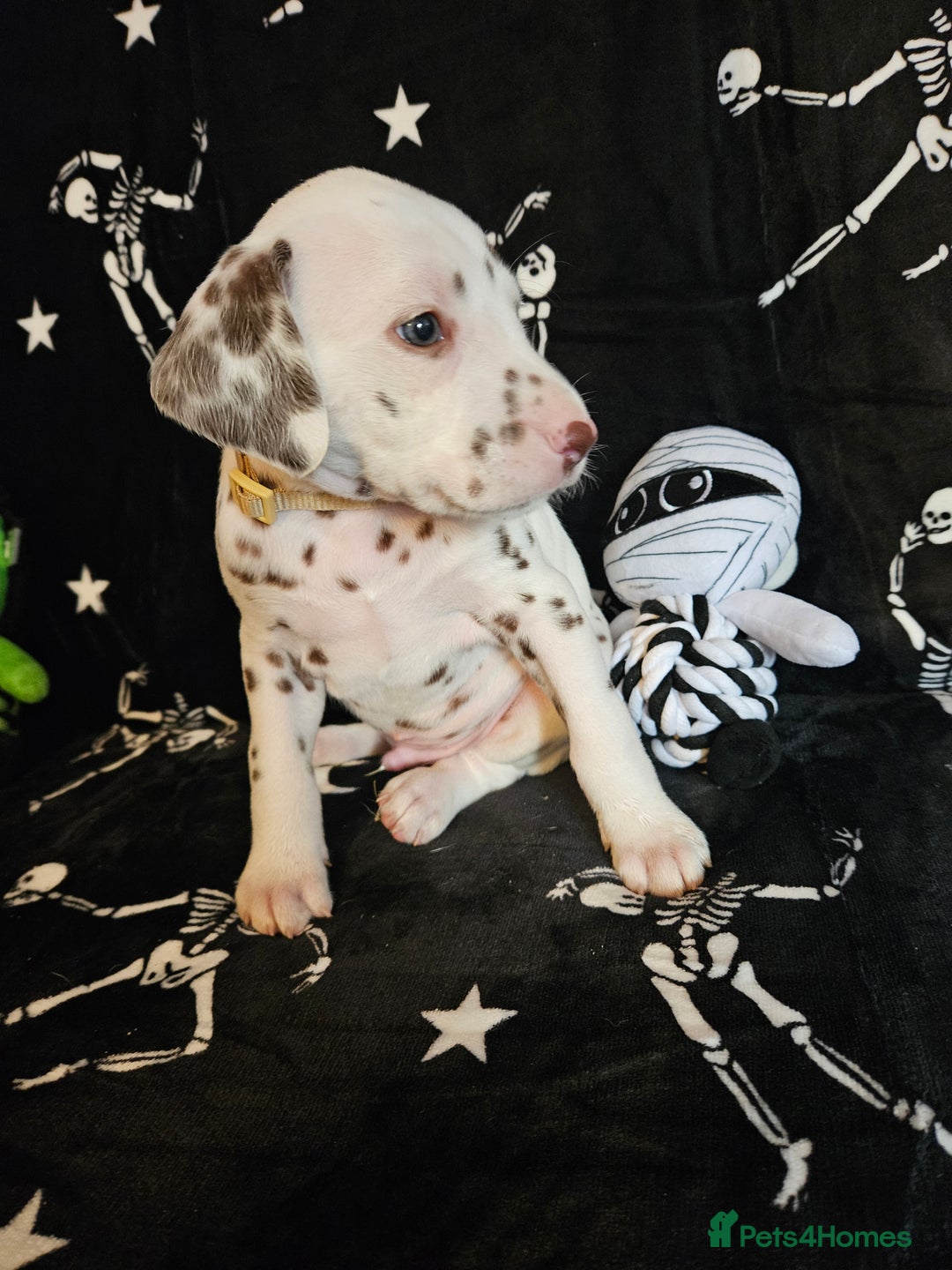 Dalmatian dogs for sale: 2 KC Dalmatian boys Ready to go Liver spots  - Advert 29