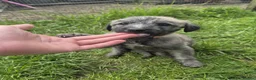 Lurcher dogs for sale: Rough Lurcher pups, Only 1boy left!!!!!!  - Advert 5