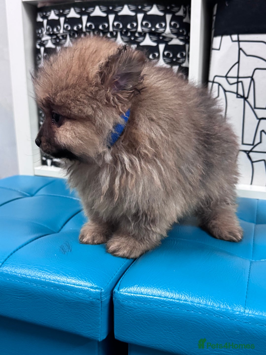 Pomeranian dogs for sale: FLUFFY POMERANIAN FOR SALE 🥰 - Advert 19