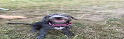 Mixed Breed dogs for sale: Bedlington whippet cross - Advert 2