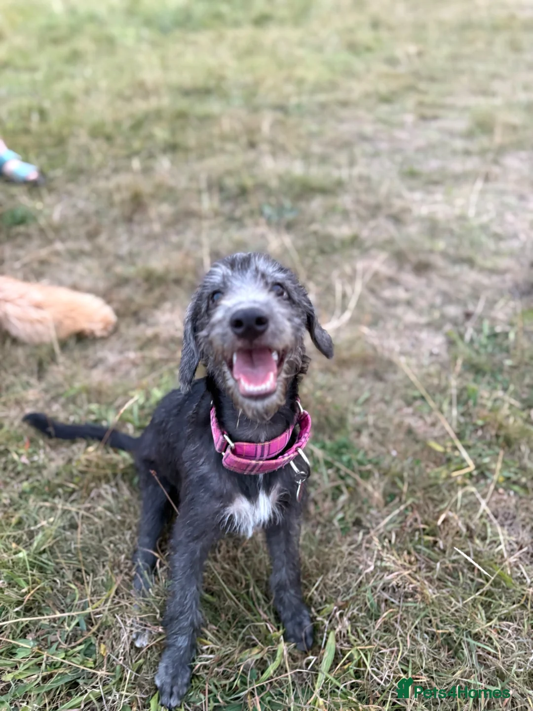 Mixed Breed dogs for sale: Bedlington whippet cross - Advert 2