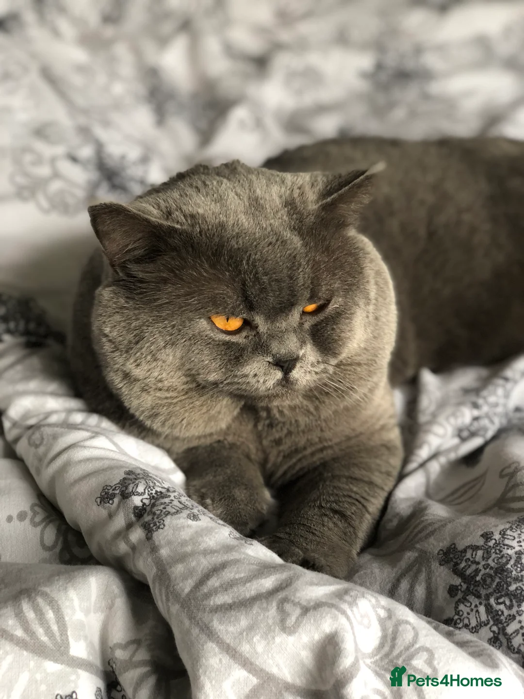 British Shorthair cats for stud: Blue colour BSH Champion Line GCCF stud  in London - Advert 9