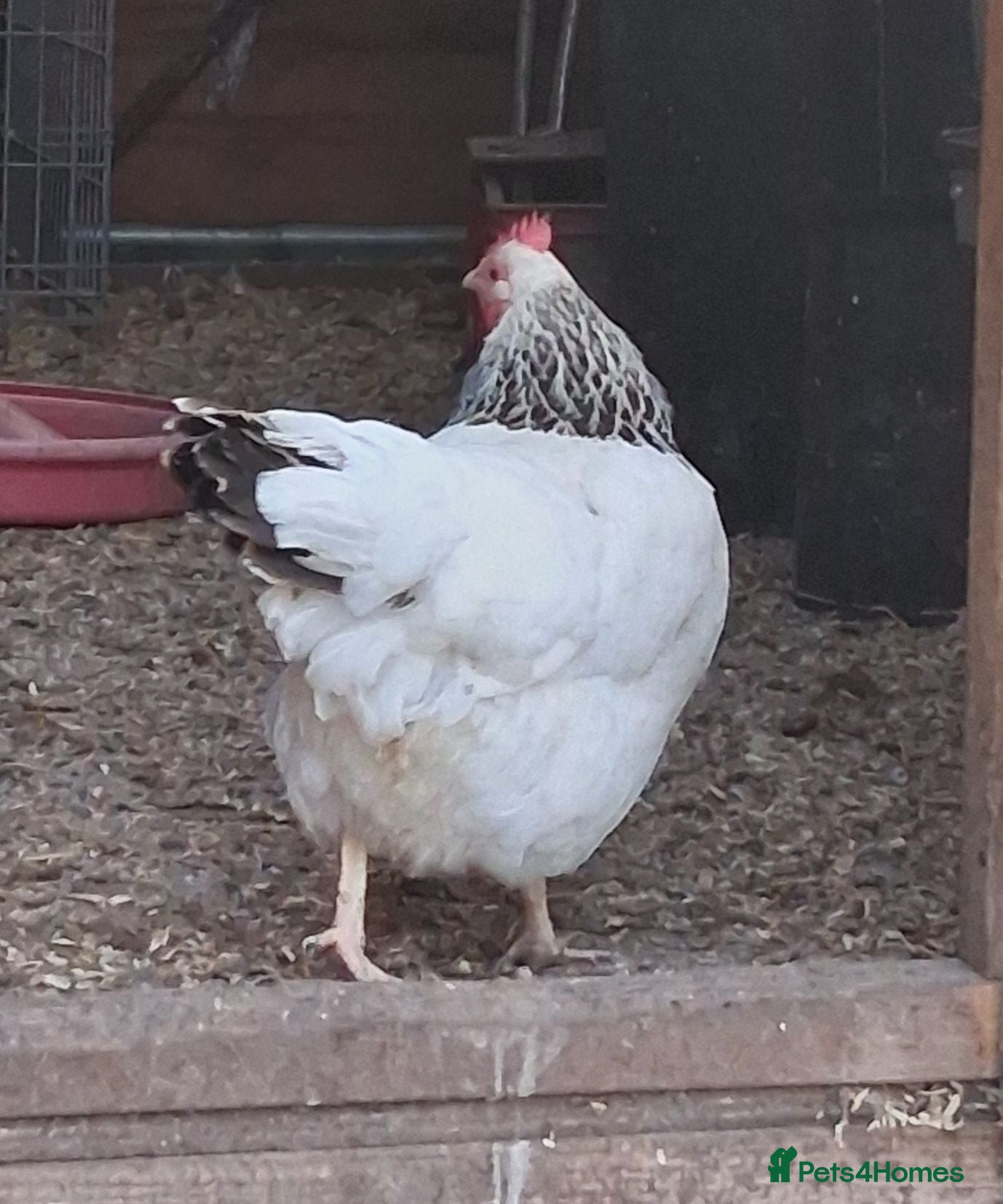 Mixed Breed poultry Mixed Flock Available  - Advert 1