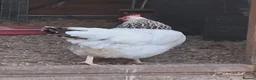 Mixed Breed poultry for sale: Mixed Flock Available  - Advert 1