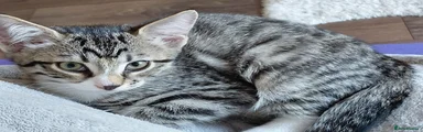 Nala