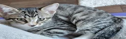 Mixed Breed cats for sale: Mix breed kittens. Mum is snow bengal  - Advert 16