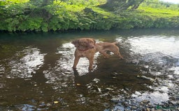 Hungarian Vizsla dogs for stud: Hungarian Vizsla proven stud  - Image 1
