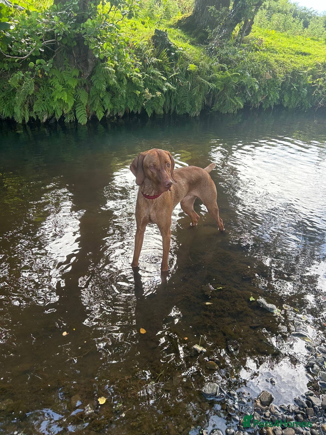 Hungarian Vizsla dogs for stud: Hungarian Vizsla proven stud  - Image 1