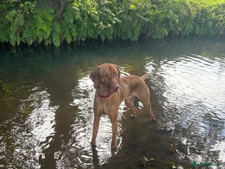 Hungarian Vizsla dogs - Advert 6