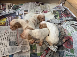 Cocker Spaniel dogs - Advert 2