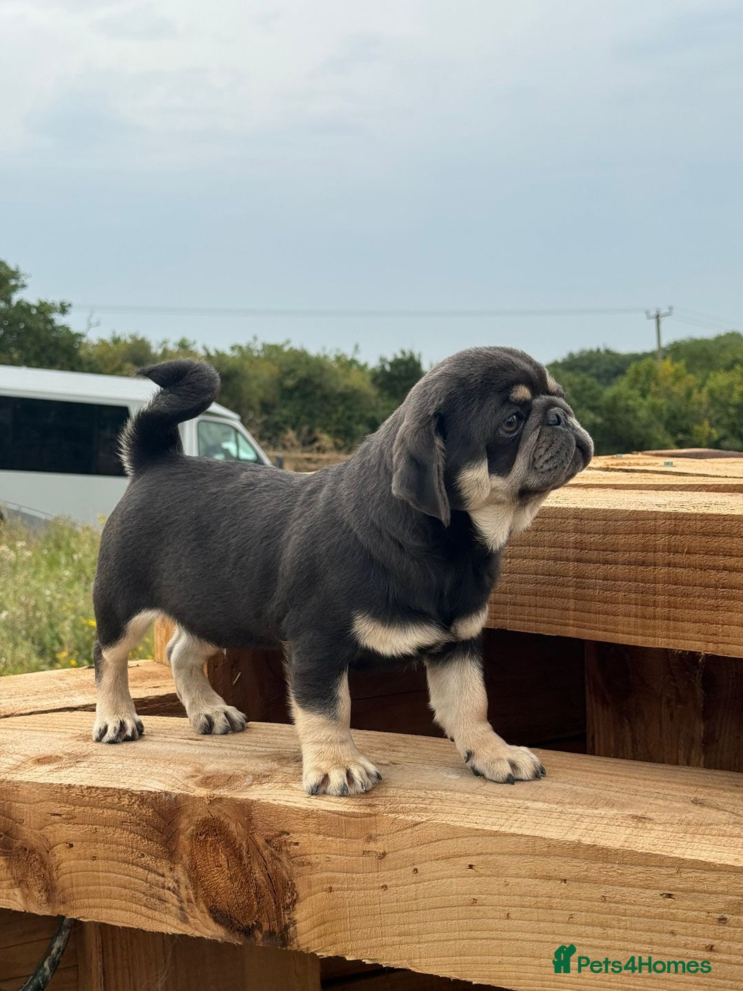 Pug dogs for sale: Pug puppie for sale  - Image 1