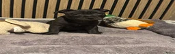 Staffordshire Bull Terrier dogs for sale: Stunning black male  - Advert 14