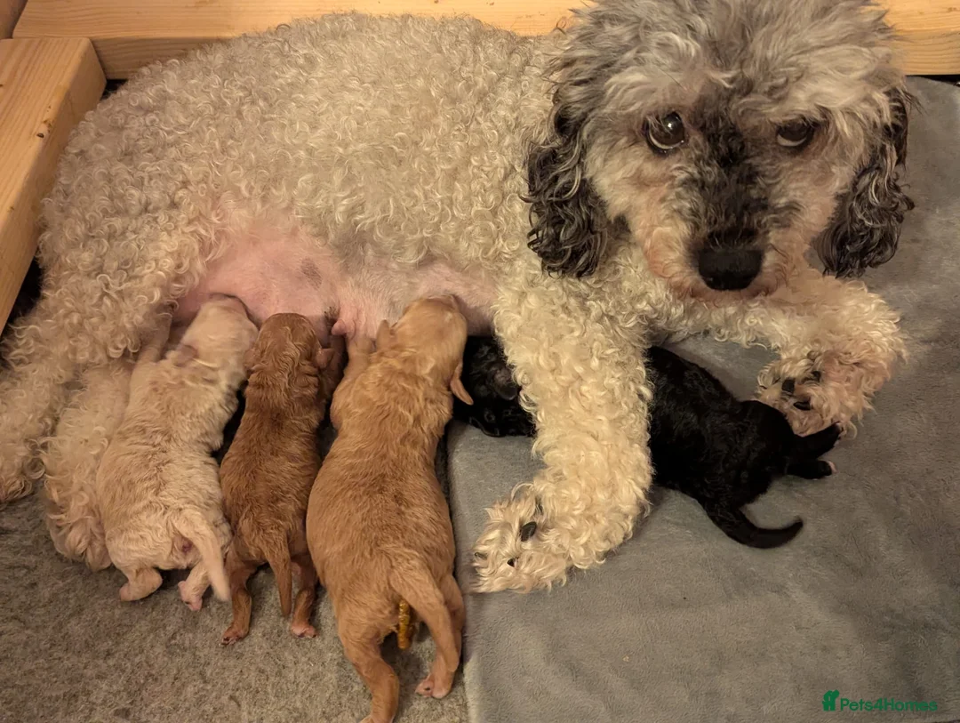 Poochon dogs for sale: Adorable poochon puppies - Advert 2