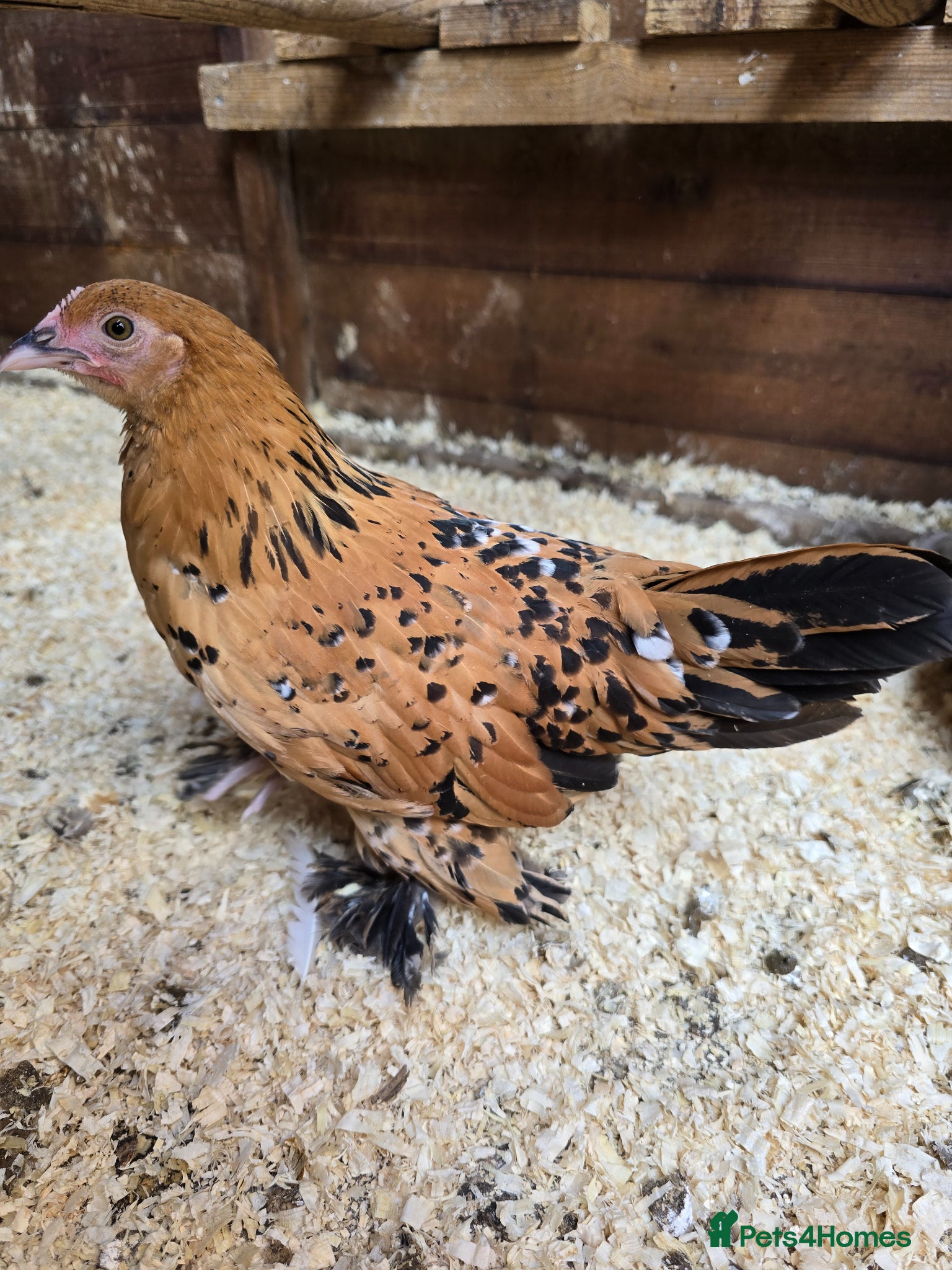 Chickens poultry Sablepoot Pullet Growers  - Advert 23