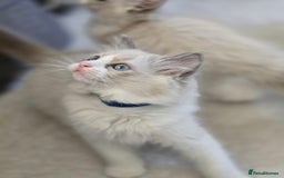 Ragdoll cats for sale: Ragdoll Kittens  - Advert 10