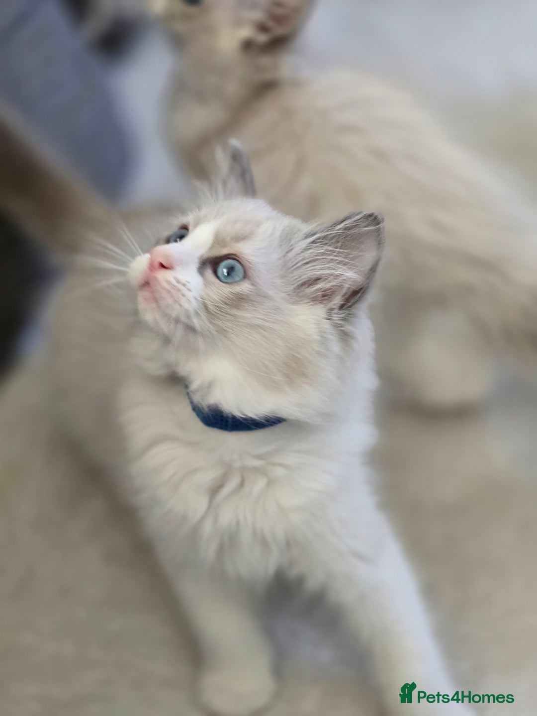 Ragdoll cats for sale: Ragdoll Kittens  - Advert 10