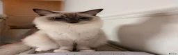 Ragdoll cats for sale: 2 Ragdoll Cats - Advert 2