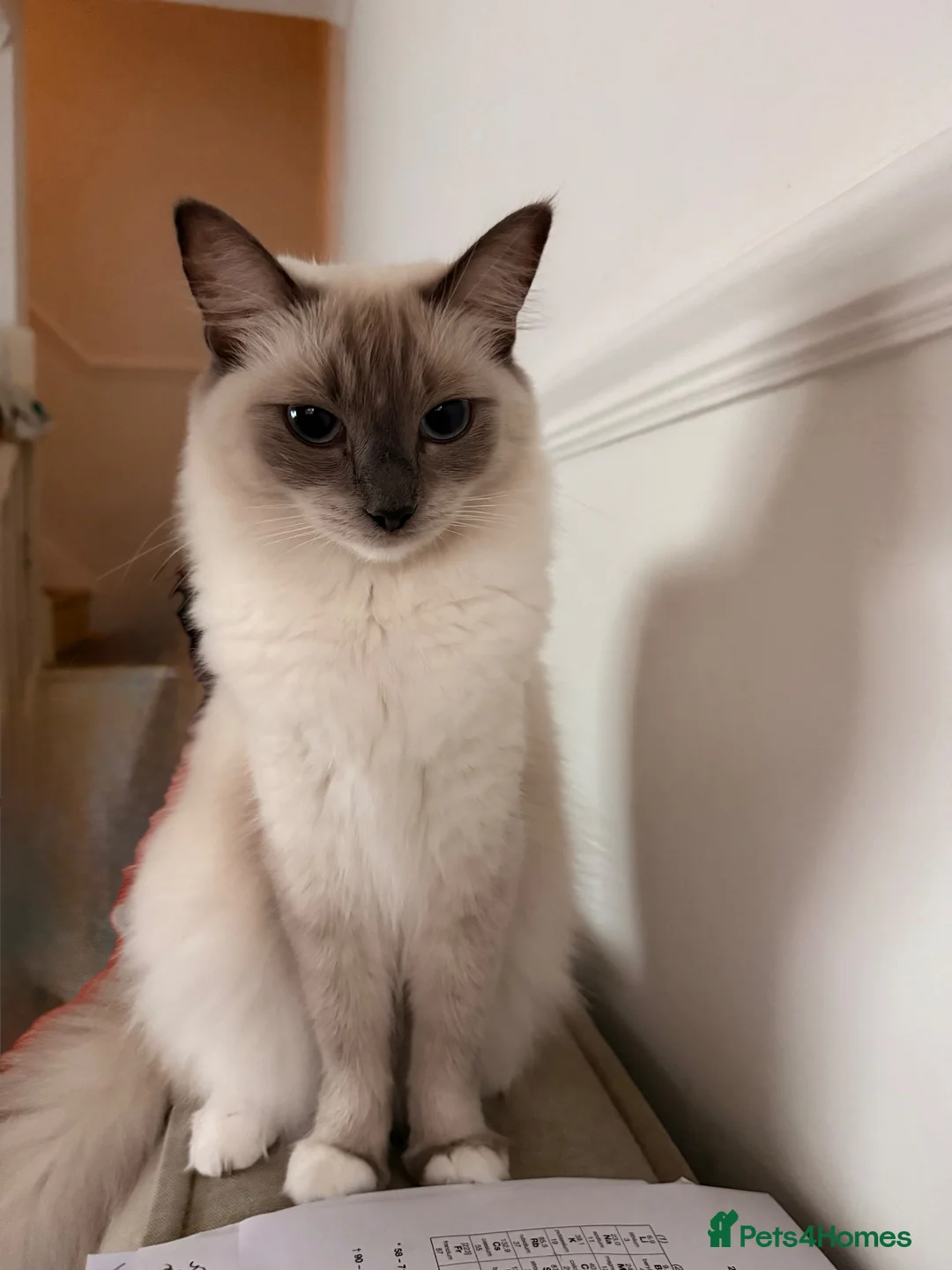 Ragdoll cats for sale: 2 Ragdoll Cats - Advert 2