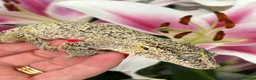 Gecko reptiles for sale: Gargoyle gecko - Advert 3