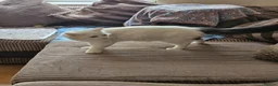 Domestic Shorthair cats for adoption: Adult Rescue Cat Looking for a Forever Home in Hook - Advert 6