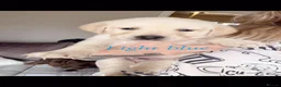 Goldador dogs for sale: 🐾 Stunning Goldador puppies 1 boy available 🐾 - Advert 26