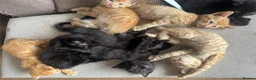 Domestic Shorthair cats for sale: Ginger girl/boy Black girl/boy kittens for sale  in Loughborough - Advert 31