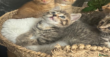 Mixed Breed cats - Advert 13