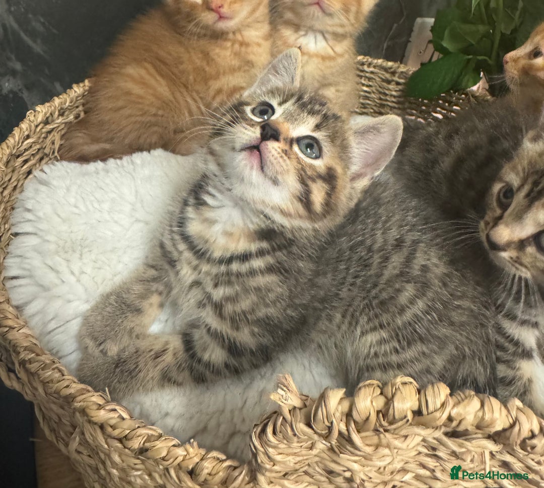 Mixed Breed cats for sale: Beautiful kittens  - Image 3