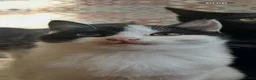 Mixed Breed cats for sale: Rehoming young neutered male cat in Merthyr Tydfil - Advert 2