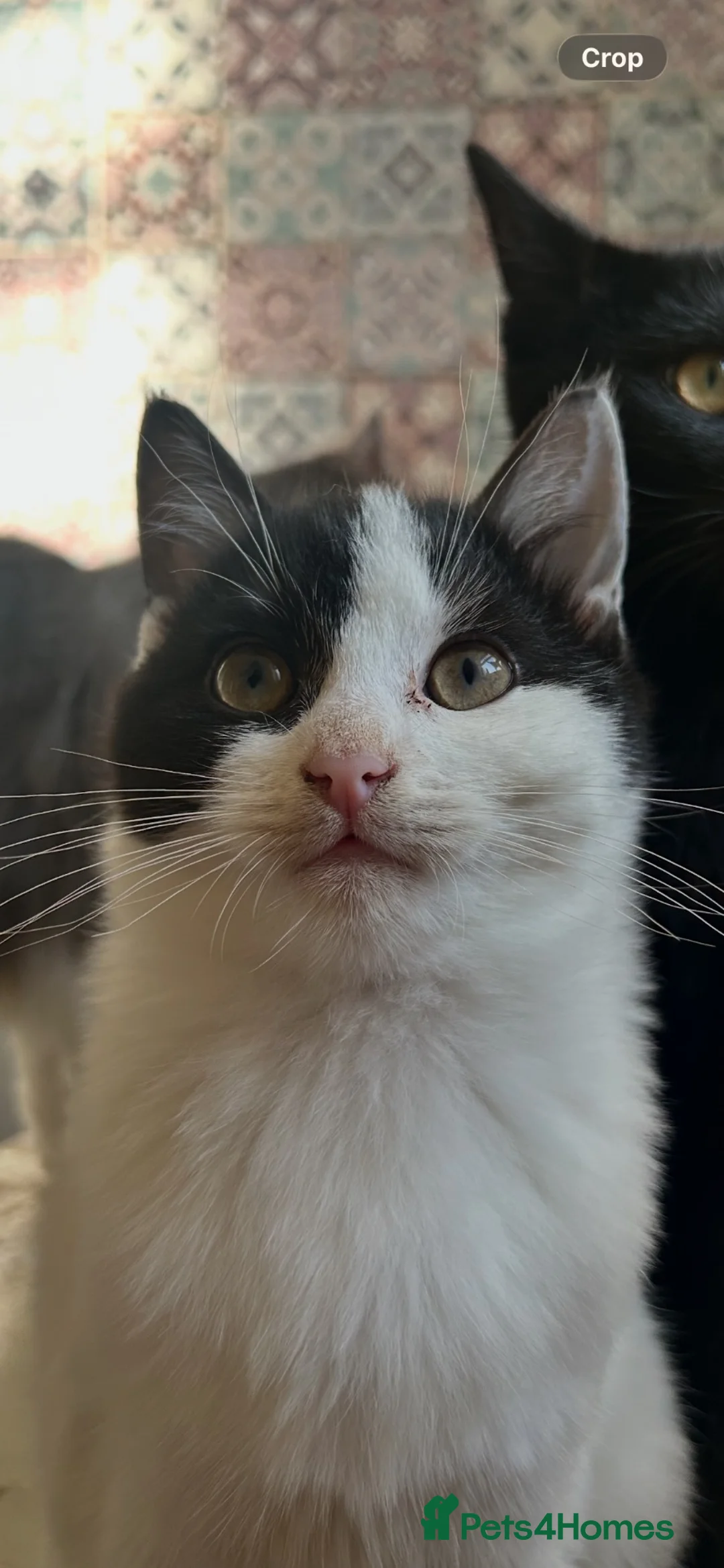 Mixed Breed cats for sale: Rehoming young neutered male cat in Merthyr Tydfil - Advert 2