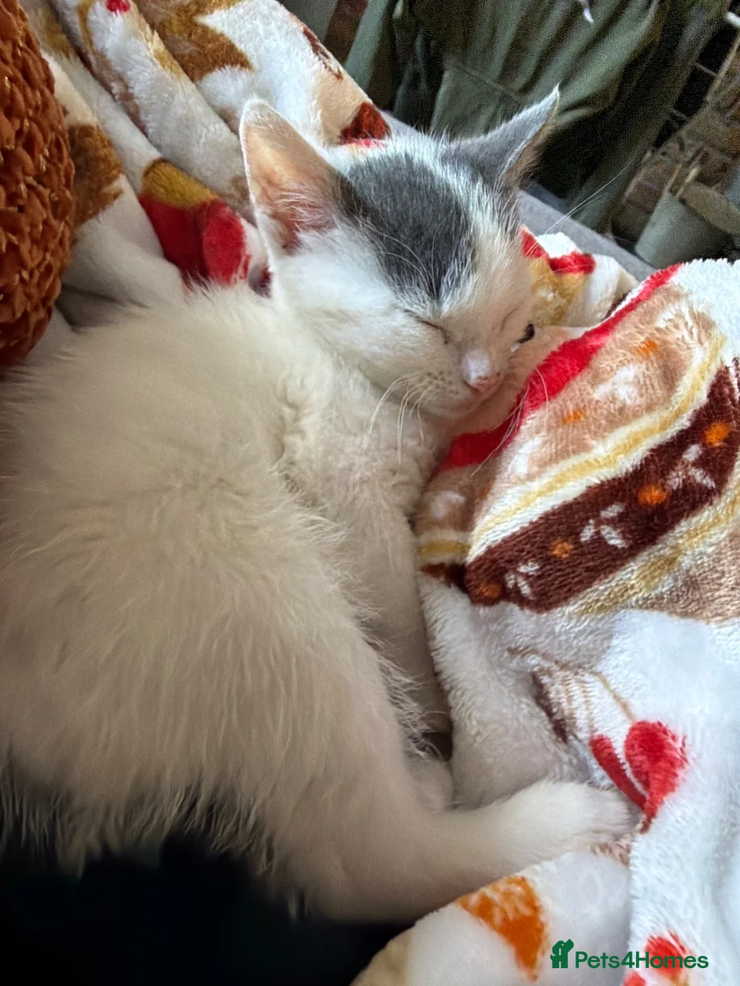 Mixed Breed cats for sale: Little female kitten 🤍 - Advert 2