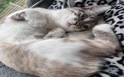 Bengal cats for sale: White bengal kitten  - Image 4