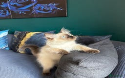 Ragdoll cats for sale: 10 weeks old Ragdoll kitten £400 - Image 7