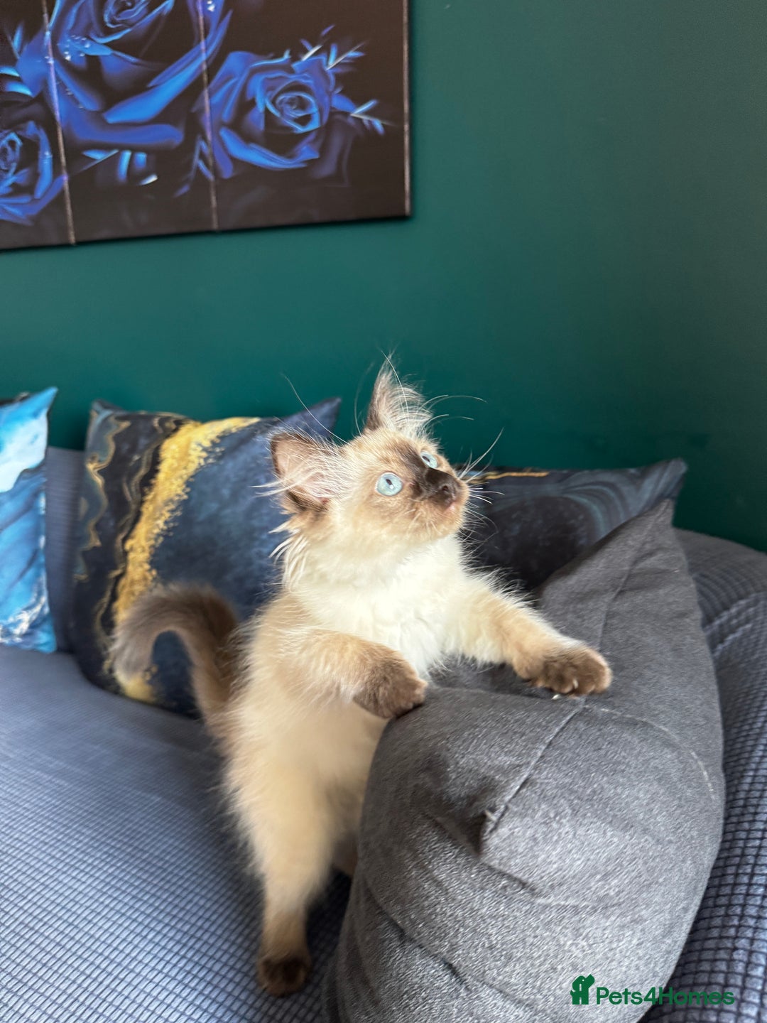 Ragdoll cats for sale: 10 weeks old Ragdoll kitten £400 - Image 7
