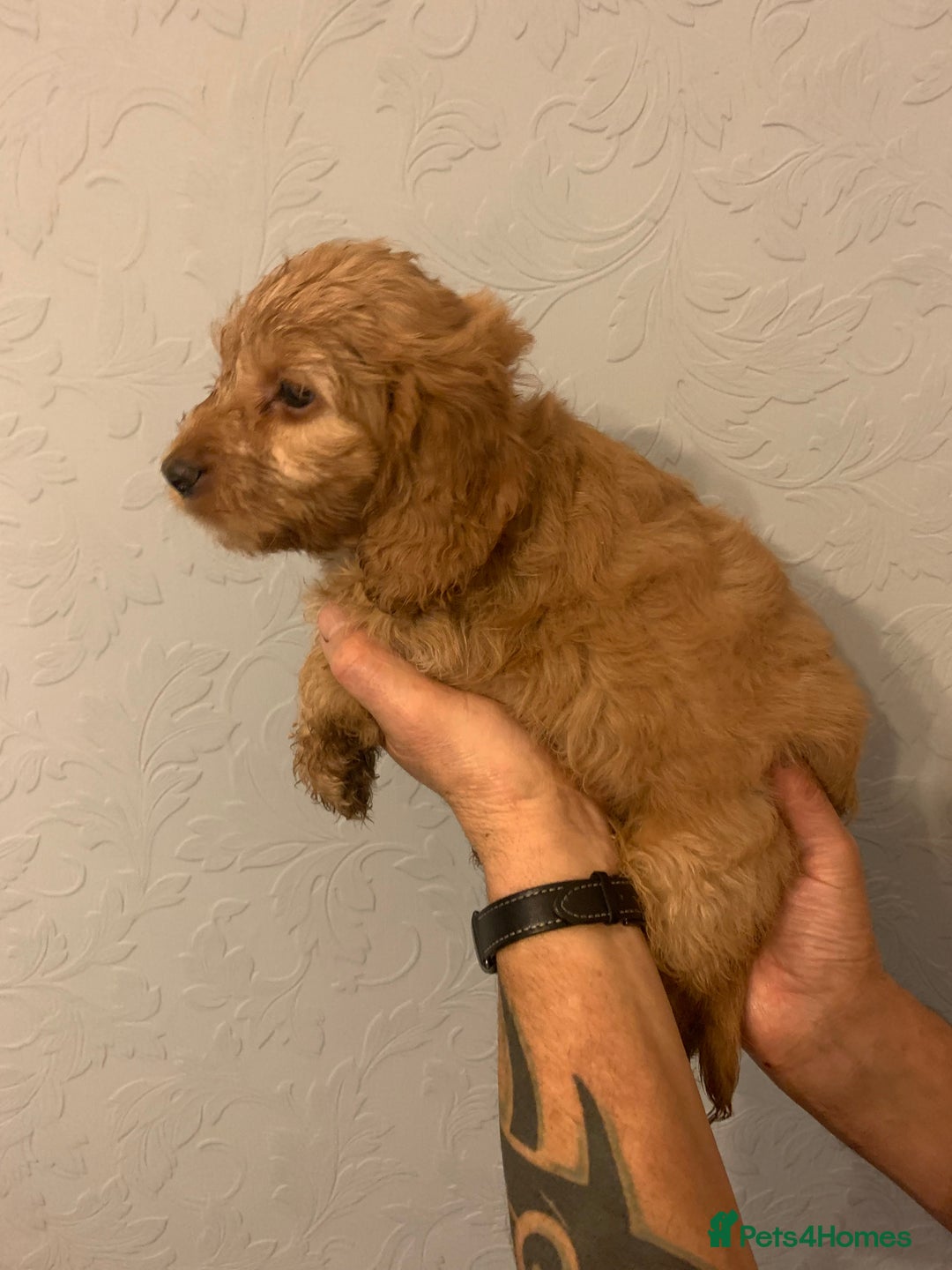 Cockapoo dogs for sale: FABULOUS LITTER OF COCKAPOO PUPPY’S - Advert 3