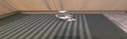 Whippet dogs for sale: Whippet  - Advert 4