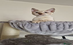 Bengal cats for sale: READY😍Snow bengal whit blue eyes💙last one LEFT  - Image 34