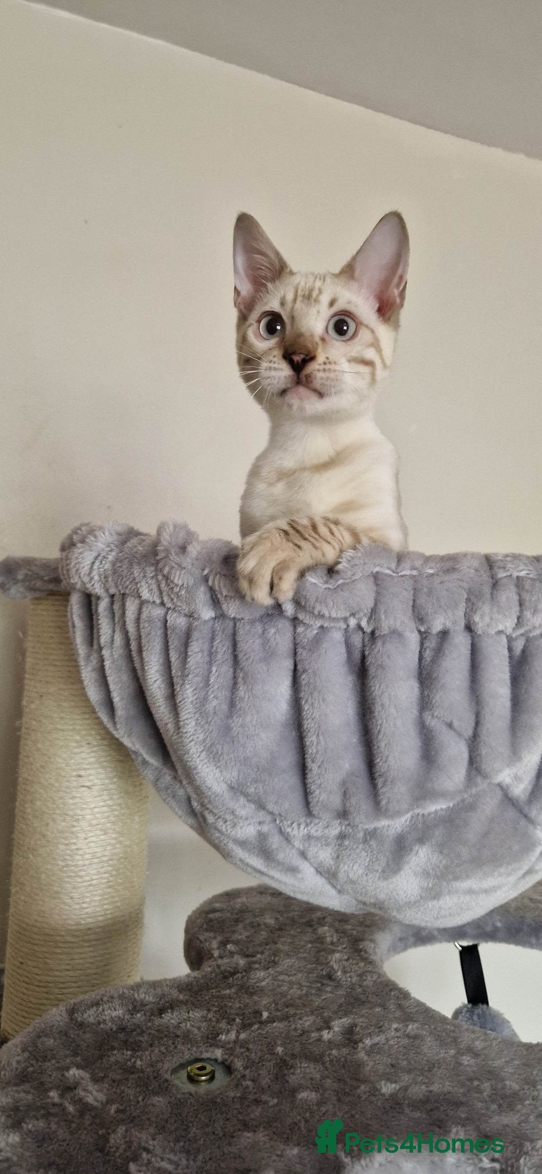 Bengal cats for sale: READY😍Snow bengal whit blue eyes💙last one LEFT  - Image 34