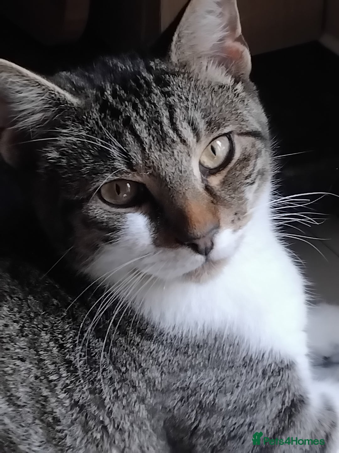 Mixed Breed cats for sale: Lovely male bengal x kitten for sale. - Image 3