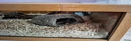 Snake reptiles for sale: Juvenile Kenyan Sand Boa (with setup) - Advert 4
