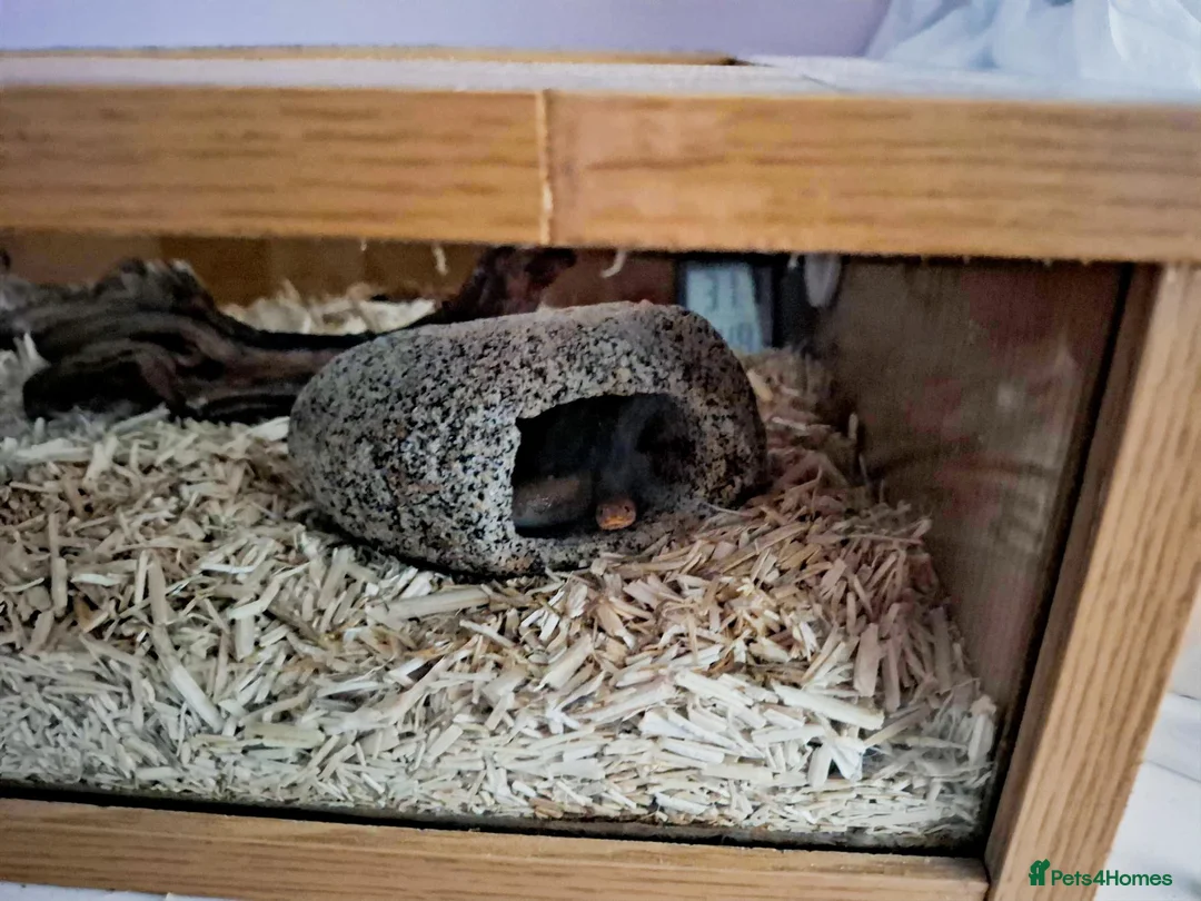 Snake reptiles for sale: Juvenile Kenyan Sand Boa (with setup) - Advert 4