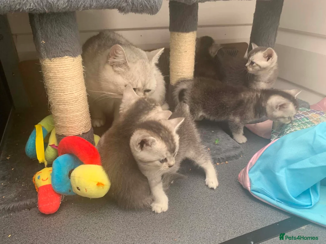 British Shorthair cats for sale: BSH Silver and Blue Ticked Shaded - Advert 1