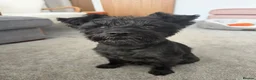 Miniature Schnauzer dogs for stud: Snoop - Advert 4