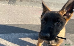 German Shepherd dogs for sale: BRUNO ~ STUNNING GERMAN SHEPHERD PUPPY - Image 6