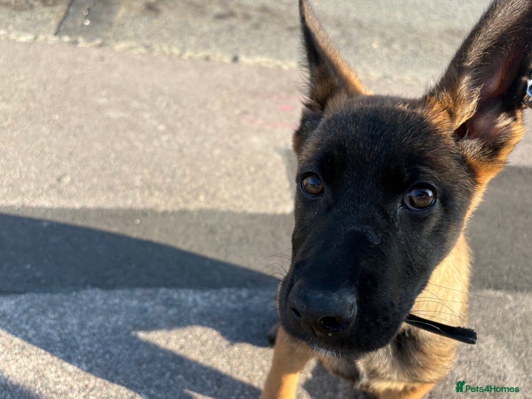 German Shepherd dogs for sale: BRUNO ~ STUNNING GERMAN SHEPHERD PUPPY - Image 6
