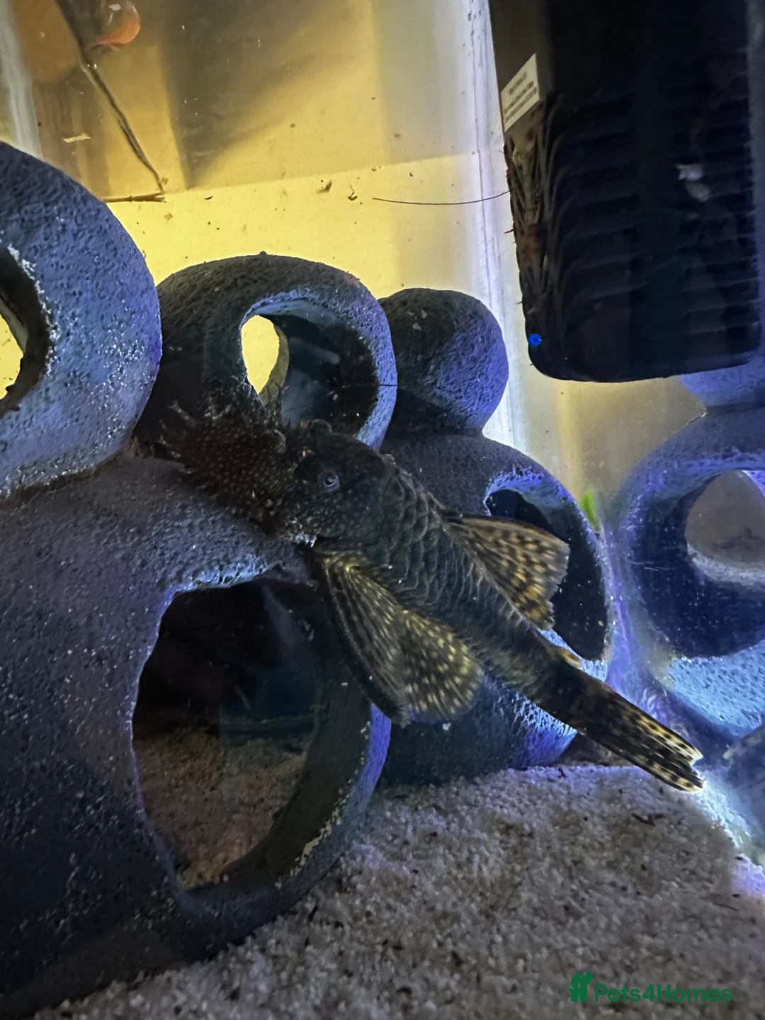 Plecos fish for sale: Pleco for rehoming in ELY - Advert 2