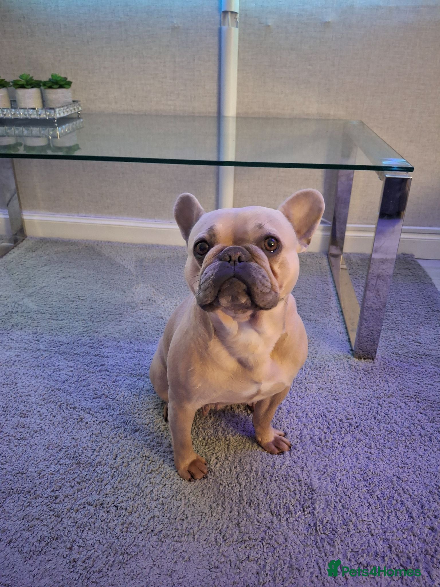 French Bulldog dogs French bulldog pups (kc reg ) - Advert 1