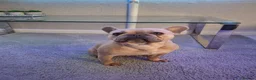 French Bulldog dogs for sale: French bulldog pups (kc reg ) - Advert 2