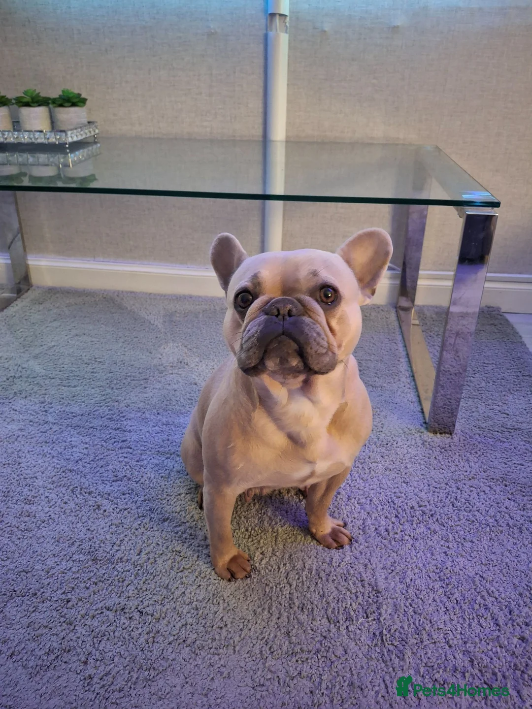 French Bulldog dogs for sale: French bulldog pups (kc reg ) - Advert 2