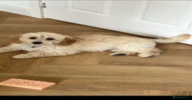 Cockapoo dogs - Advert 2